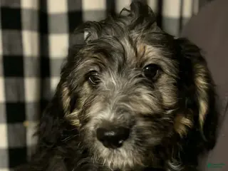 Mini Aussiedoodle dogs Mini Aussiedoodle Puppy 2 - Ad 21