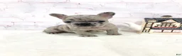 French Bulldog dogs for sale: Evie French Bulldog 2 - Ad 3