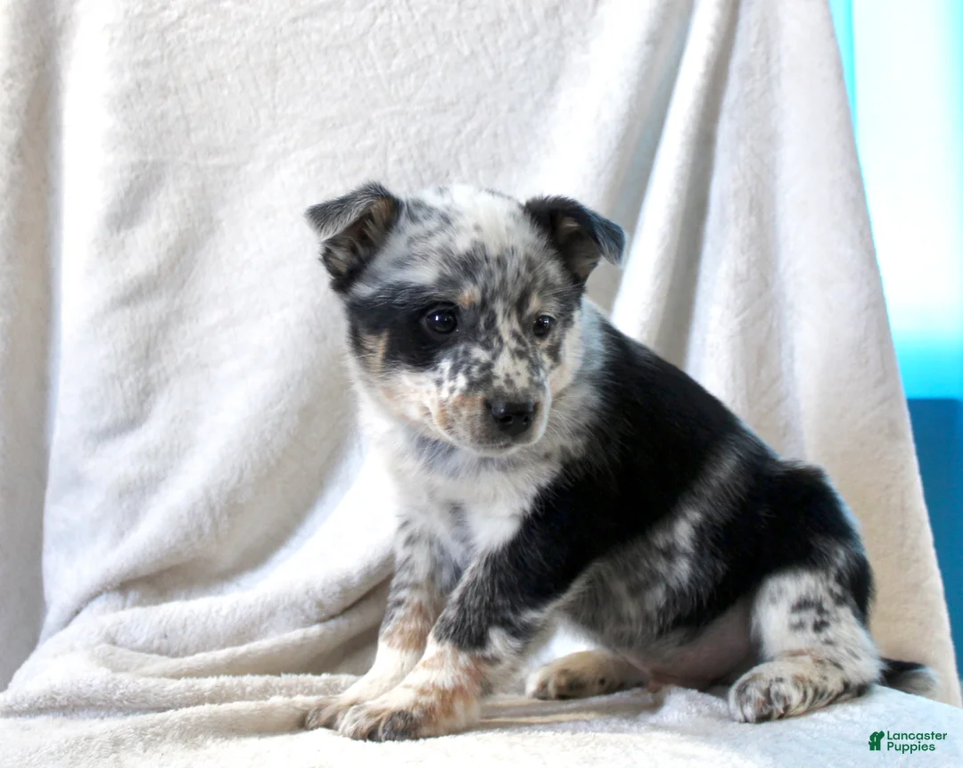 Australian Cattle Dog dogs for sale: Luke - Ad 6
