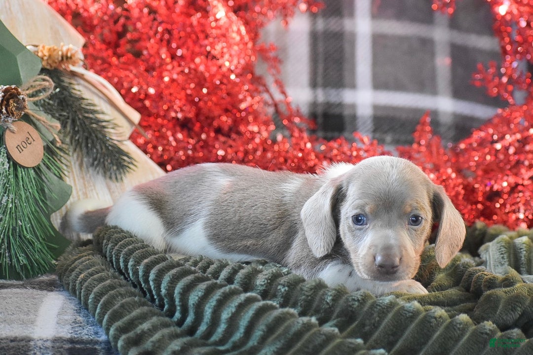 Dachshund dogs for sale: Peppermint - Ad 6