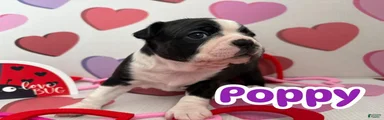 Boston Terrier Puppy 3