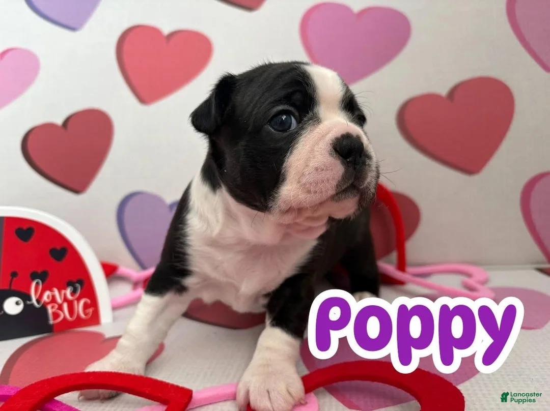 Boston Terrier dogs for sale: Boston Terrier Puppy 3 - Ad 1