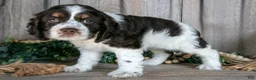 Cocker Spaniel dogs for sale: Asha - Ad 3