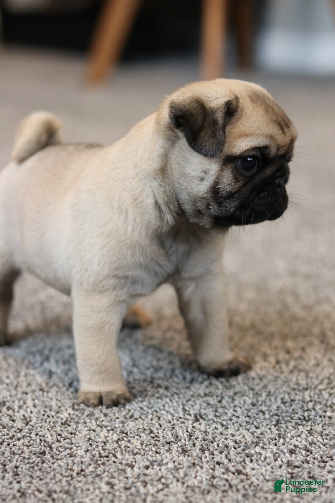 Pug dogs for sale: Champion Otis - Ad 4