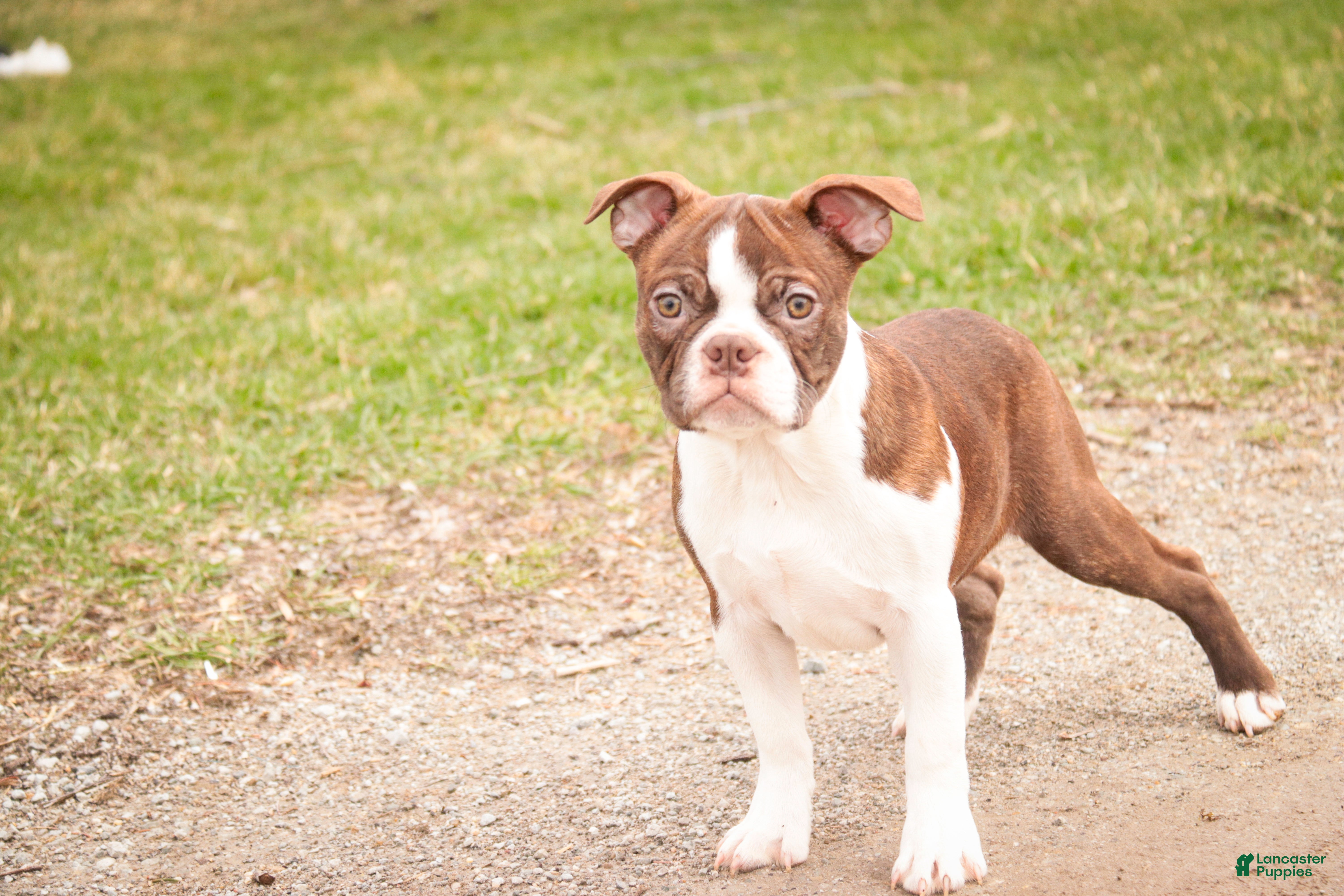 Boston Terrier dogs Kade - Ad 2
