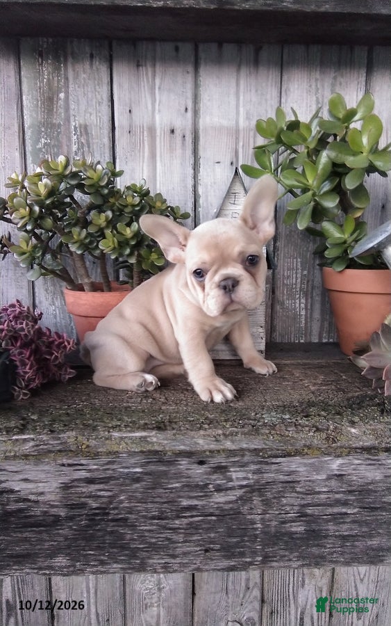 French Bulldog dogs for sale: Molly - Ad 2