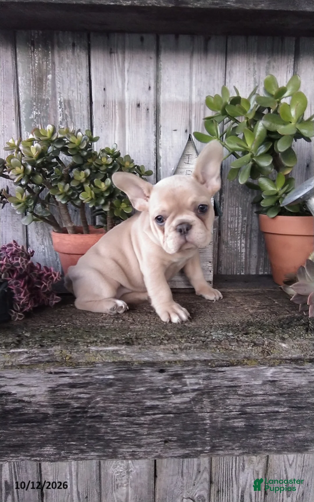 French Bulldog dogs for sale: Molly - Ad 2