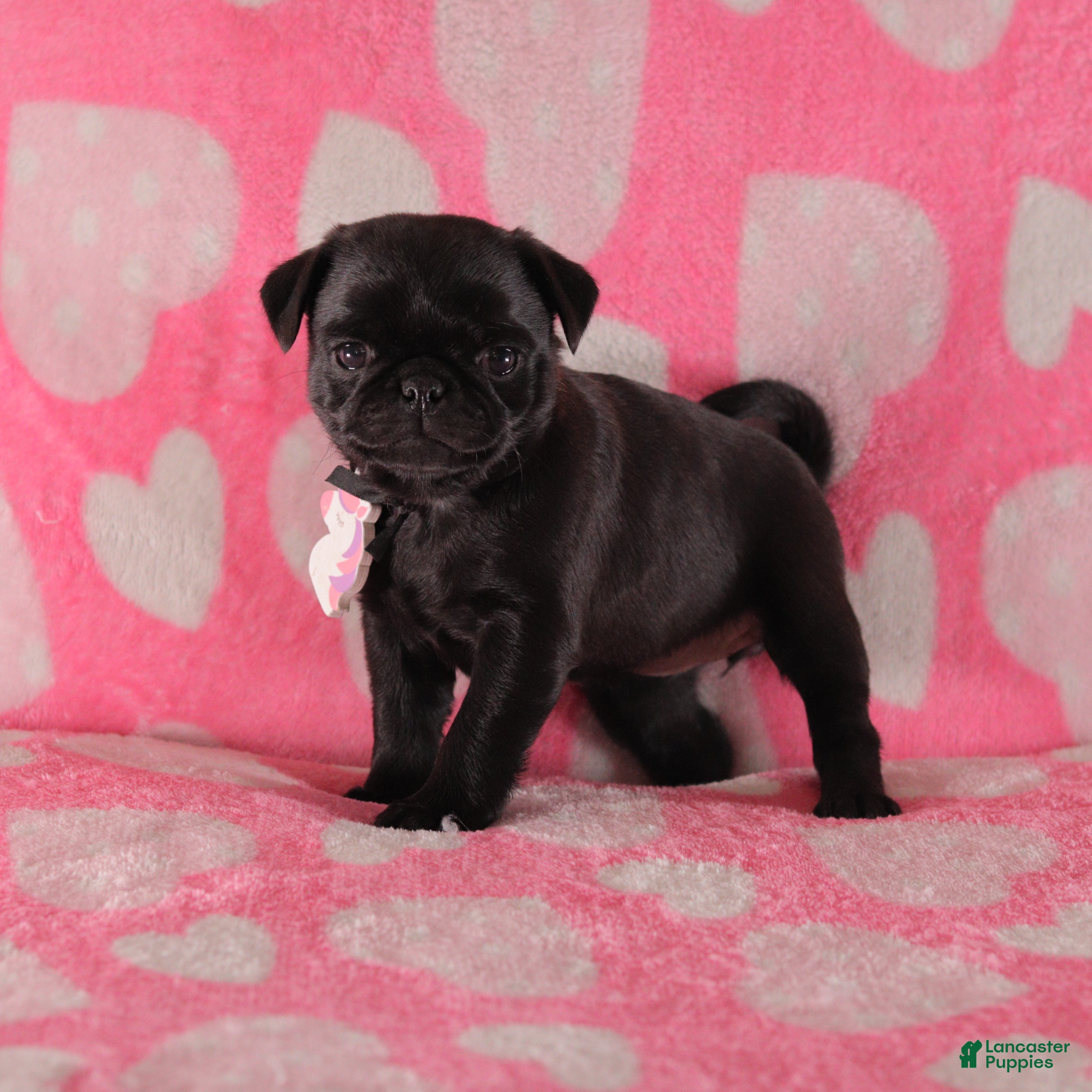 Pug dogs for sale: Pansy - Ad 2