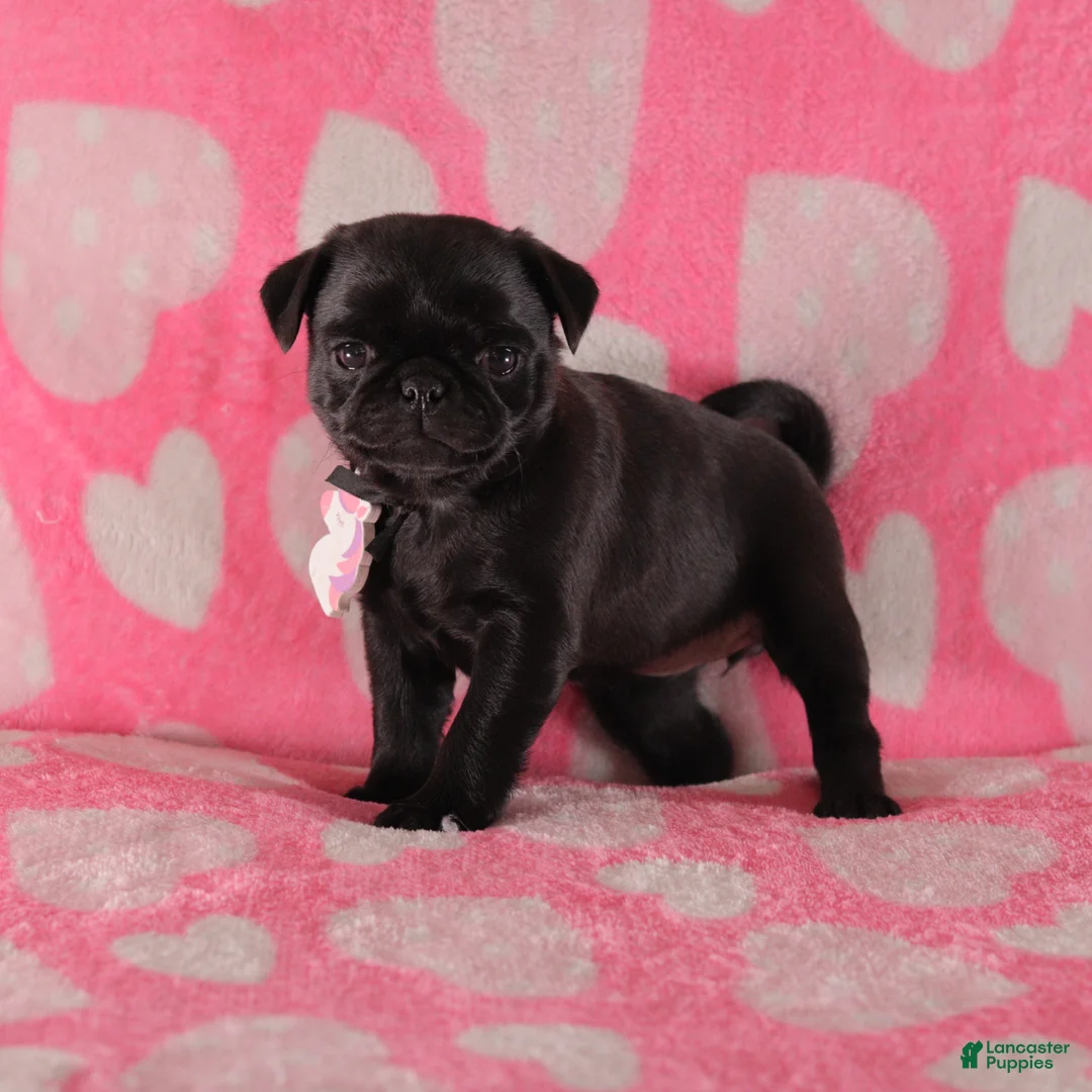 Pug dogs for sale: Pansy - Ad 1