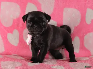 Pug dogs for sale: Pansy - Ad 2