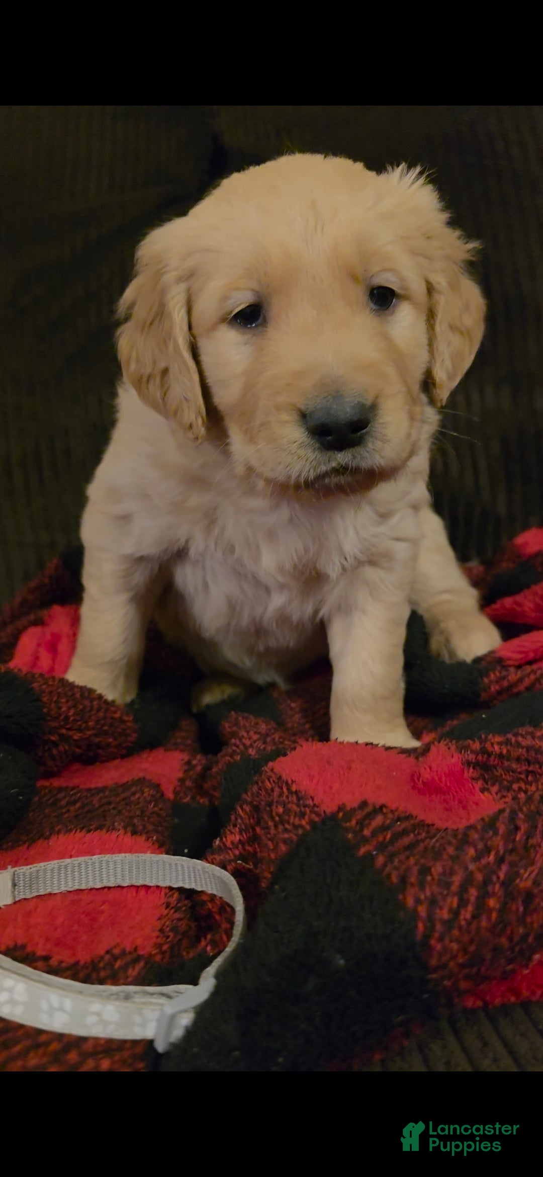 Golden Retriever dogs Chippy - Ad 21