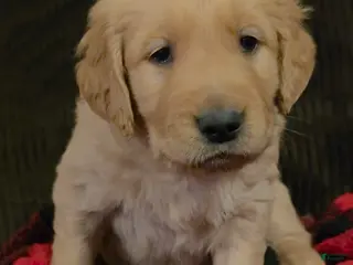 Golden Retriever dogs Chippy - Ad 1