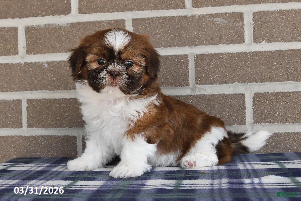 Shih Tzu dogs Tulip - Ad 2
