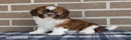 Shih Tzu dogs for sale: Tulip - Ad 2