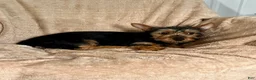 Yorkshire Terrier dogs for sale: MJ Boy - Ad 3