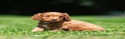Cavapoo dogs for sale: Jasper Cavapoo  - Ad 3