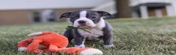 Boston Terrier dogs for sale: Bradie - Ad 18