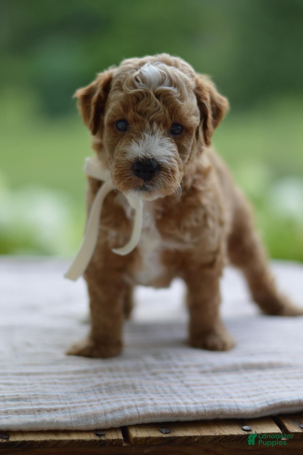 Mini Goldendoodle dogs November - Ad 2