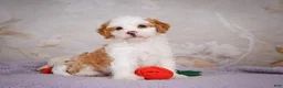 Mini Bernedoodle dogs for sale: Betty - Ad 4
