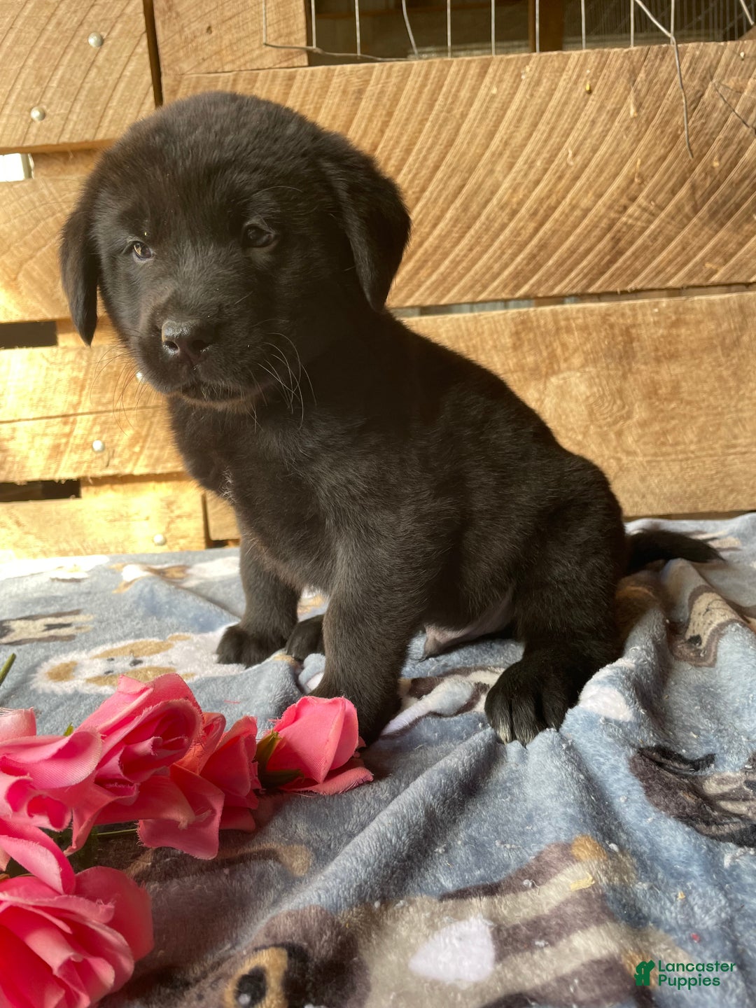 Mixed Breed dogs for sale: Moose - Ad 2
