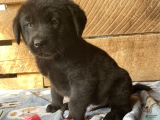 Mixed Breed dogs Moose - Ad 37