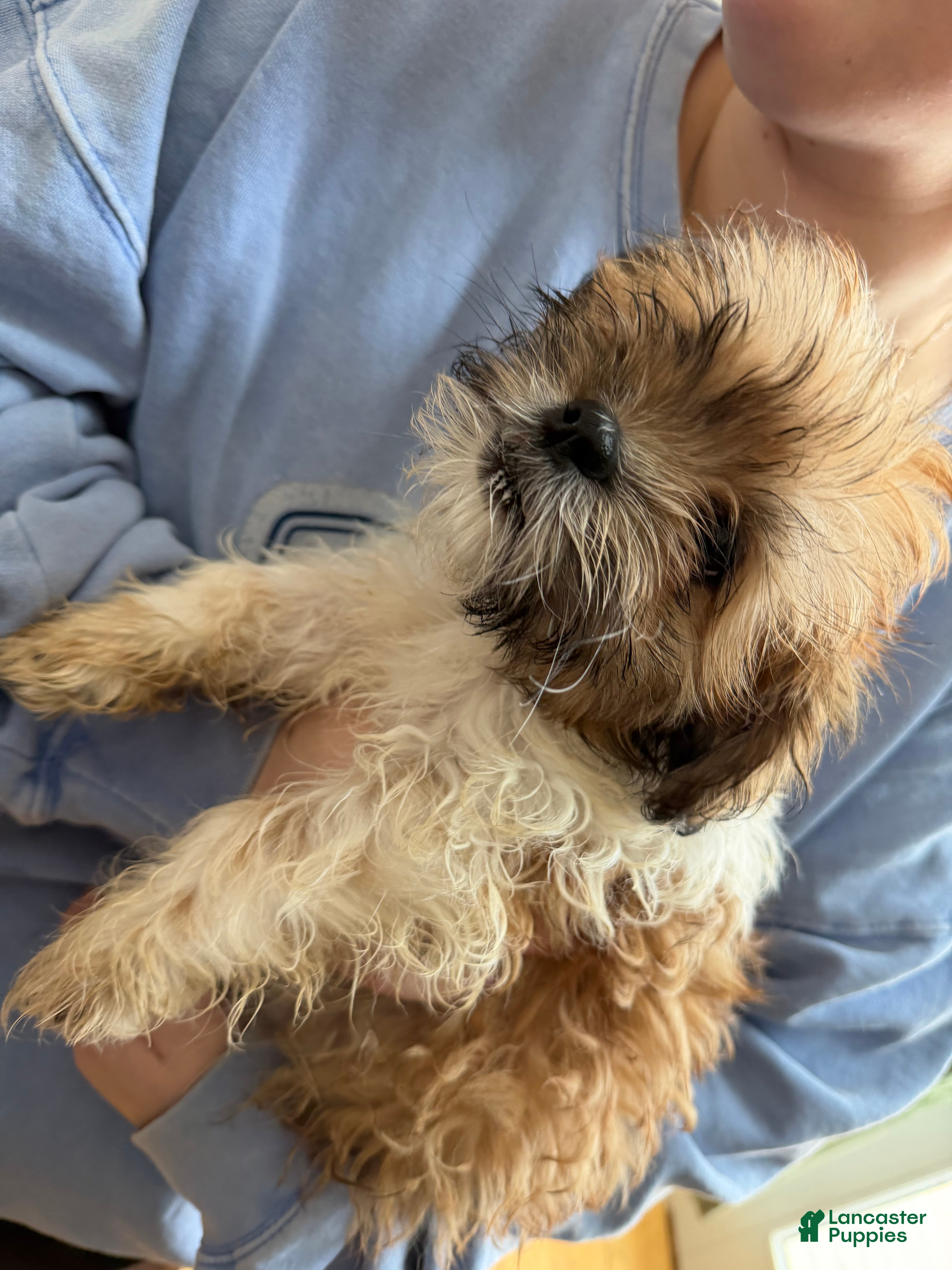 Malshi dogs Malshi Puppy 1 - Ad 1