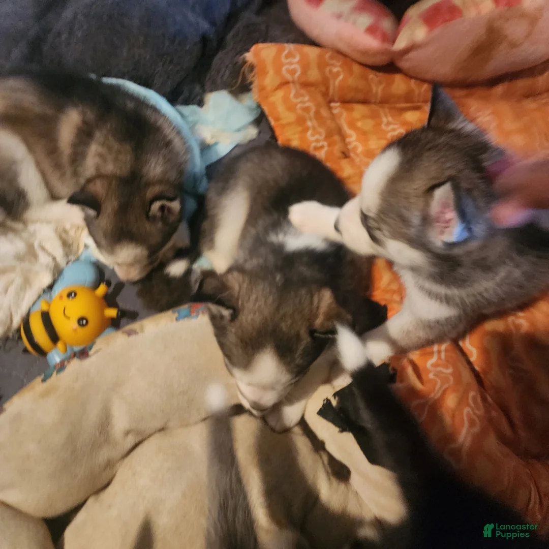 Siberian Husky dogs for sale: Siberian Husky 3 - Ad 1