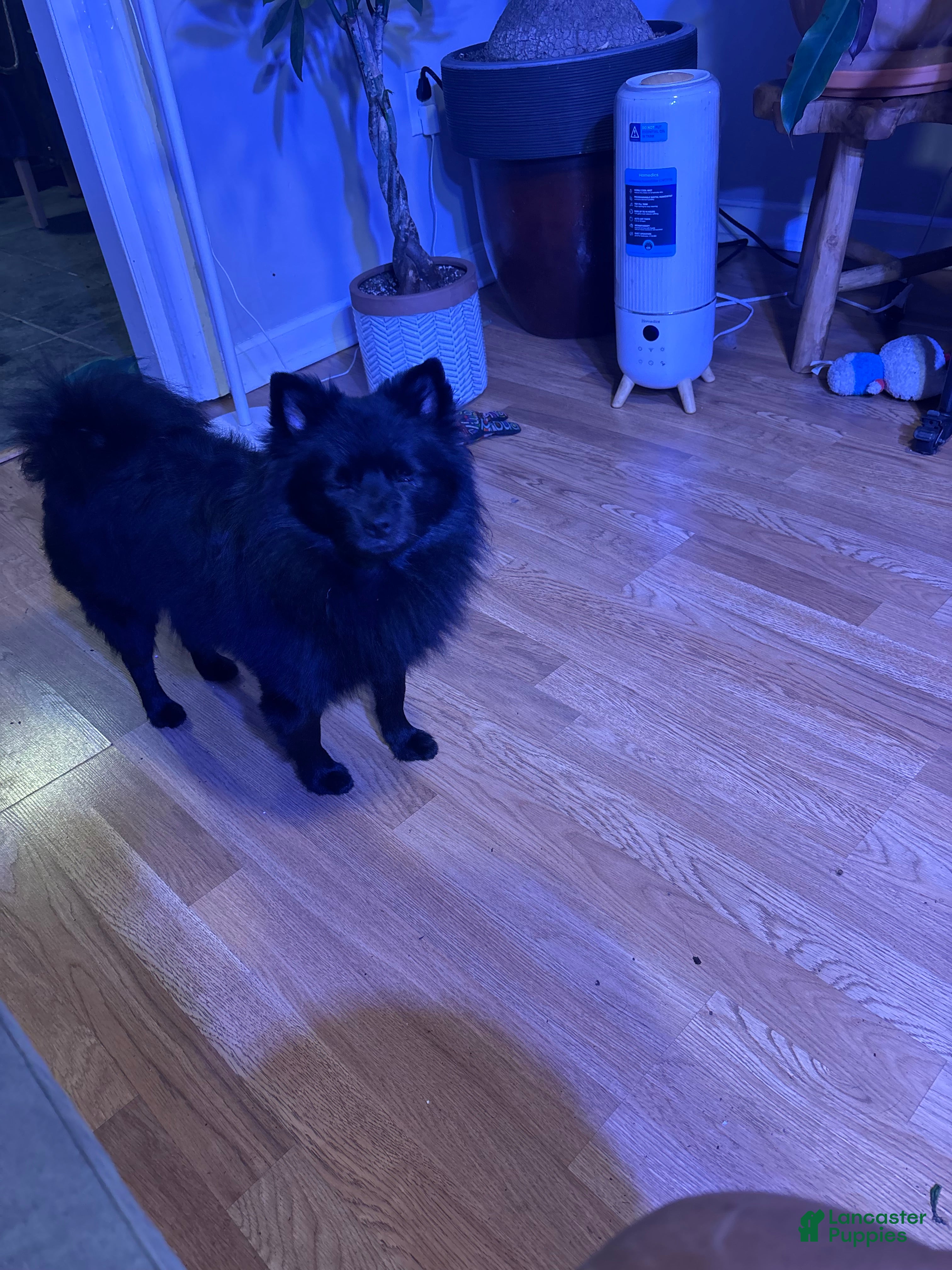 Pomeranian dogs Sharpie - Ad 41