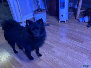 Pomeranian dogs Sharpie - Ad 41