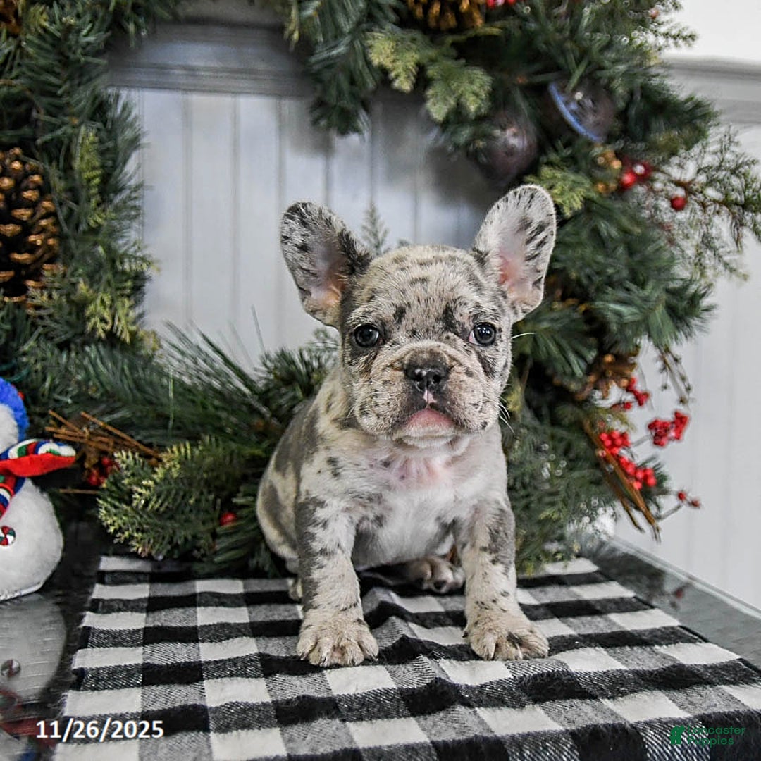 French Bulldog dogs for sale: Mocha - Ad 4