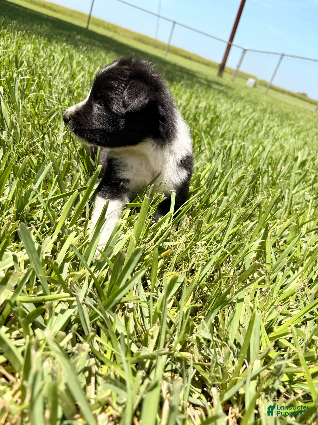 Mixed Breed dogs for sale: Savannah - Ad 2