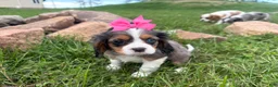 Cavalier King Charles Spaniel dogs for sale: Leah - Ad 4