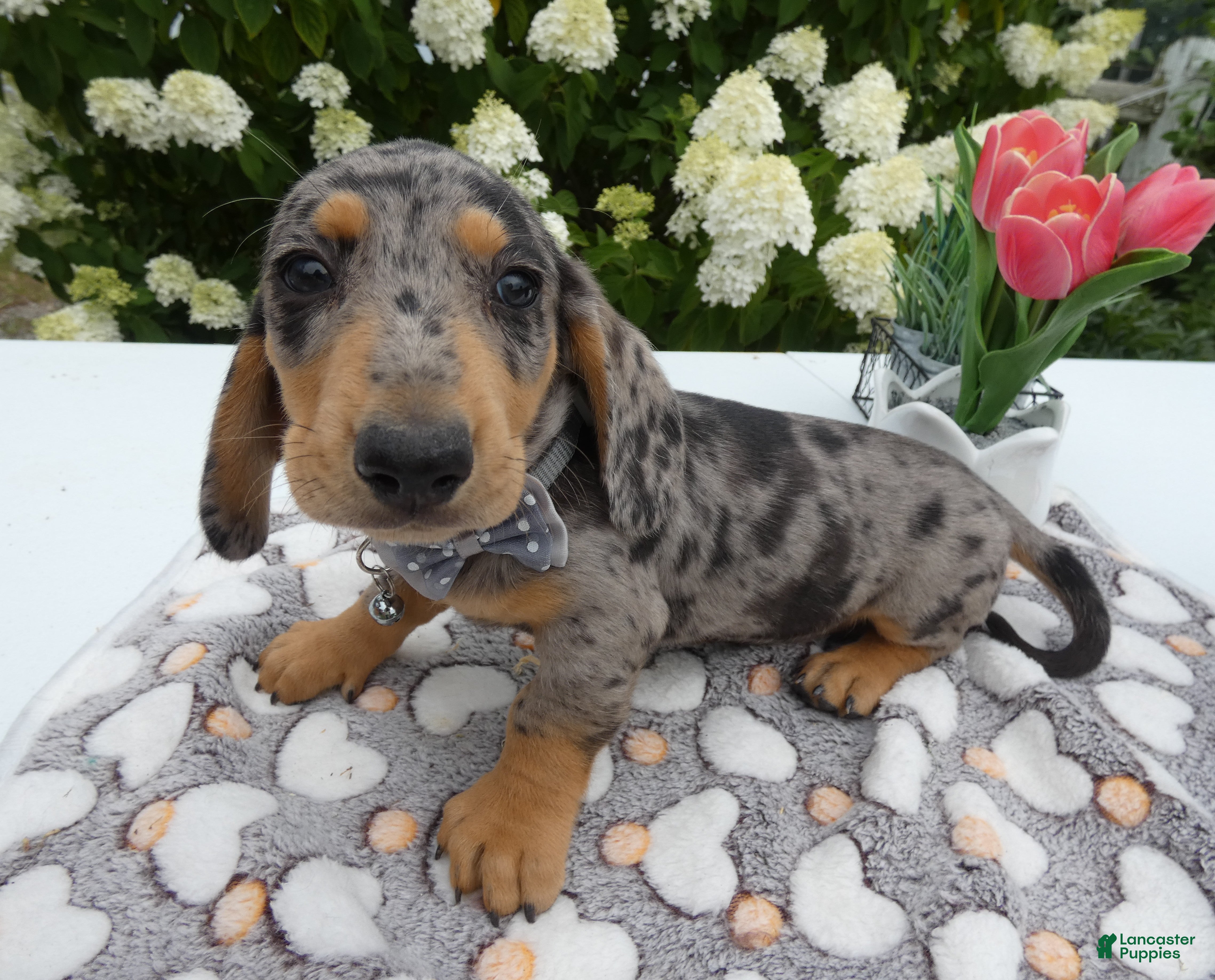 Miniature Dachshund dogs Miniature Dachshund 2 Diamond - Ad 1