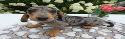 Miniature Dachshund dogs for sale: Miniature Dachshund 2 Diamond - Ad 1