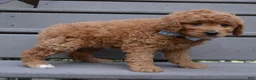 Mini Goldendoodle dogs for sale: Mini Ginger - Ad 4
