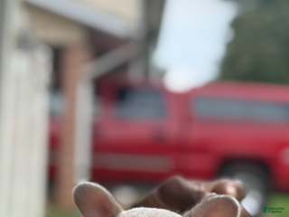 French Bulldog dogs - Ad 28