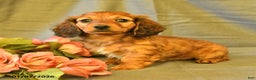 Miniature Dachshund dogs for sale: Francine - Ad 3