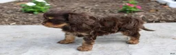 Cavapoo dogs for sale: Forrest - Ad 9