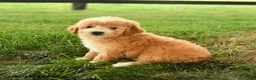 Mini Goldendoodle dogs for sale: Florin - Ad 4
