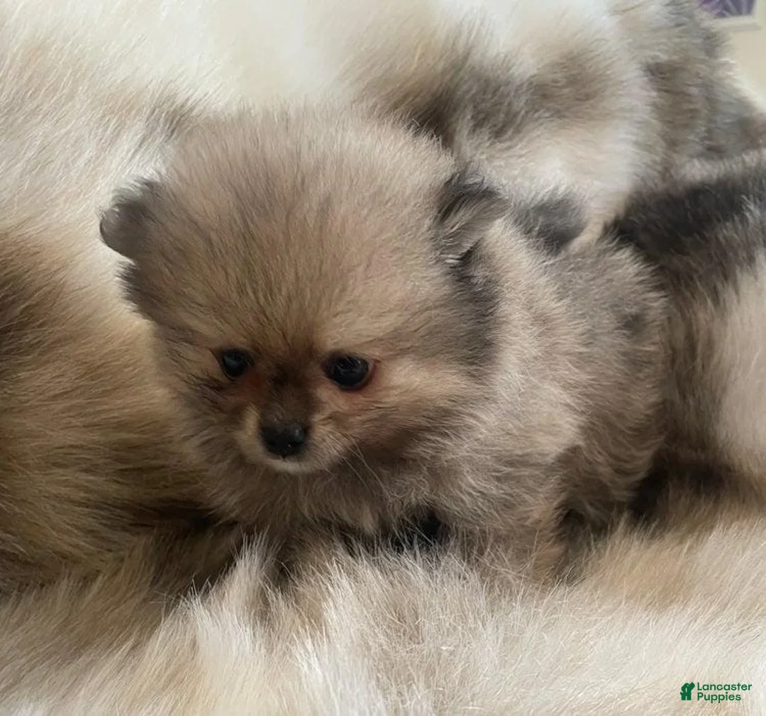 Pomeranian dogs for sale: Kayla - Ad 9