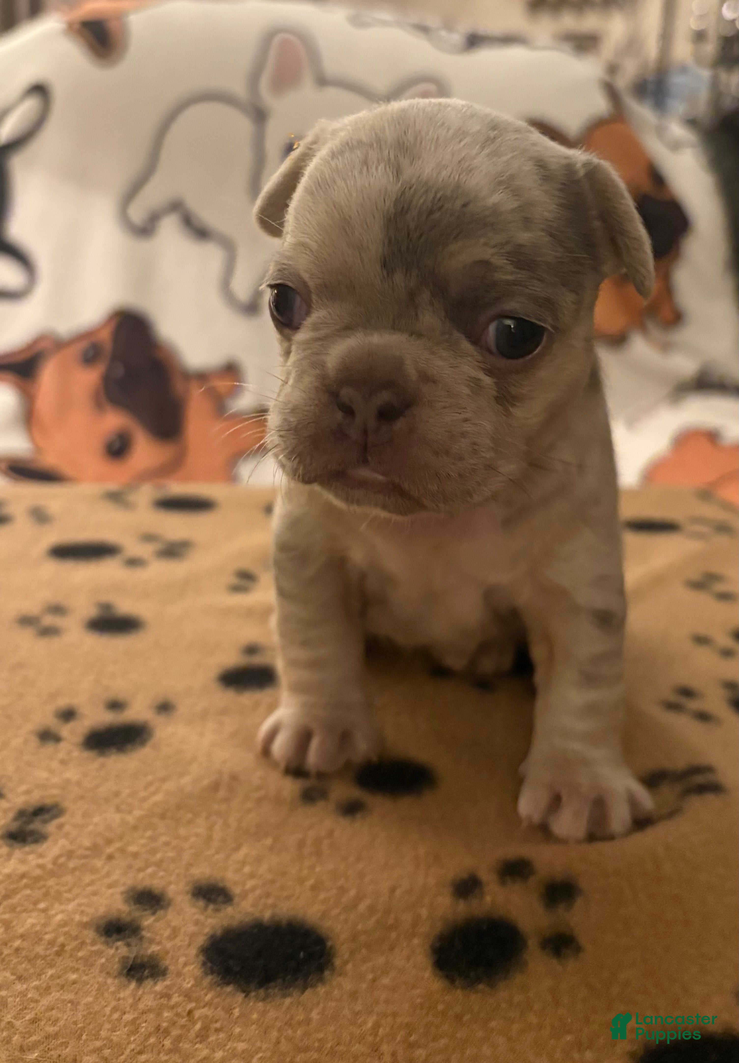 French Bulldog dogs French Bulldog Puppy 1 - Ad 2