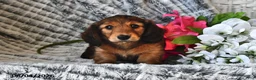 Dachshund dogs for sale: Butterscotch - Ad 4