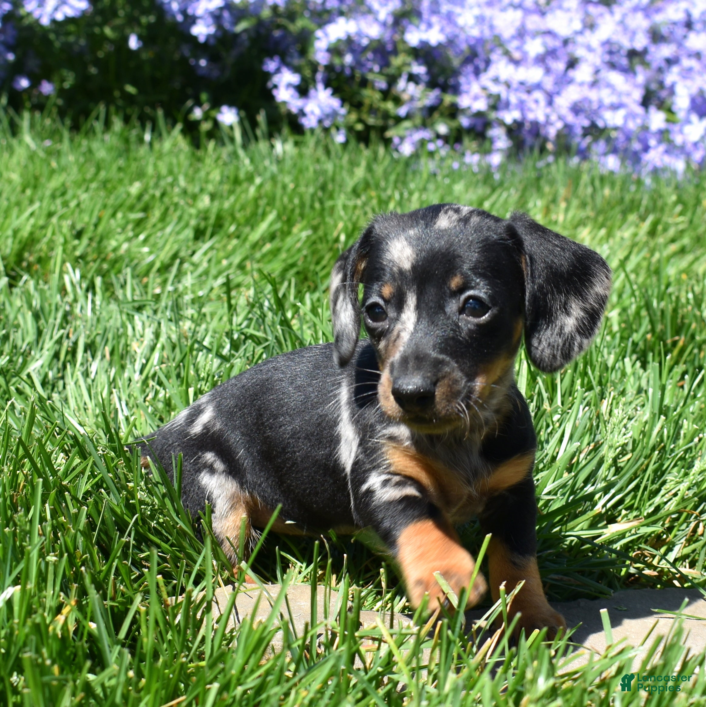 Miniature Dachshund dogs Marbles - Ad 1