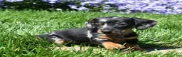 Miniature Dachshund dogs for sale: Marbles - Ad 1