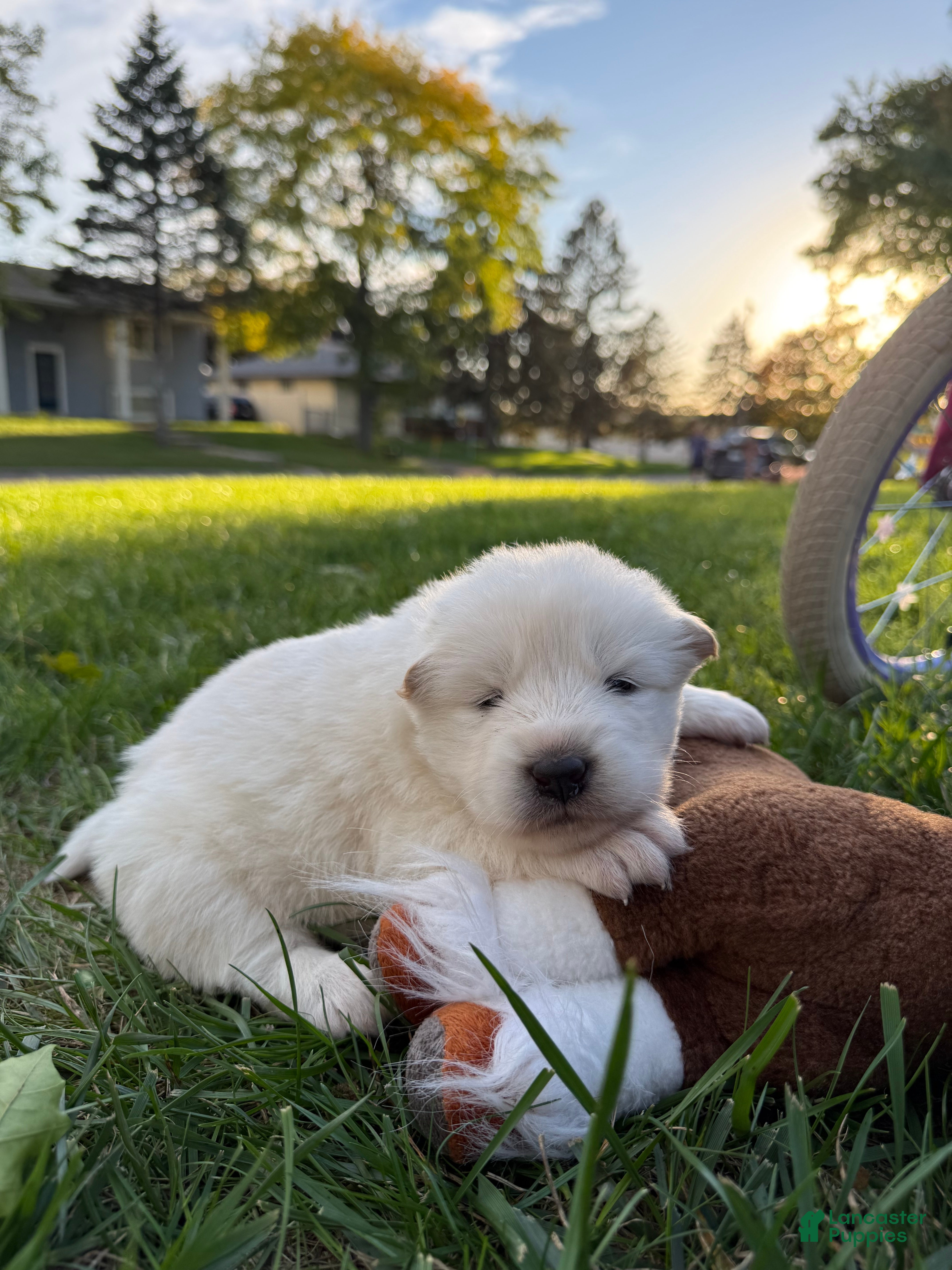 Samoyed dogs for sale: Black - Ad 2