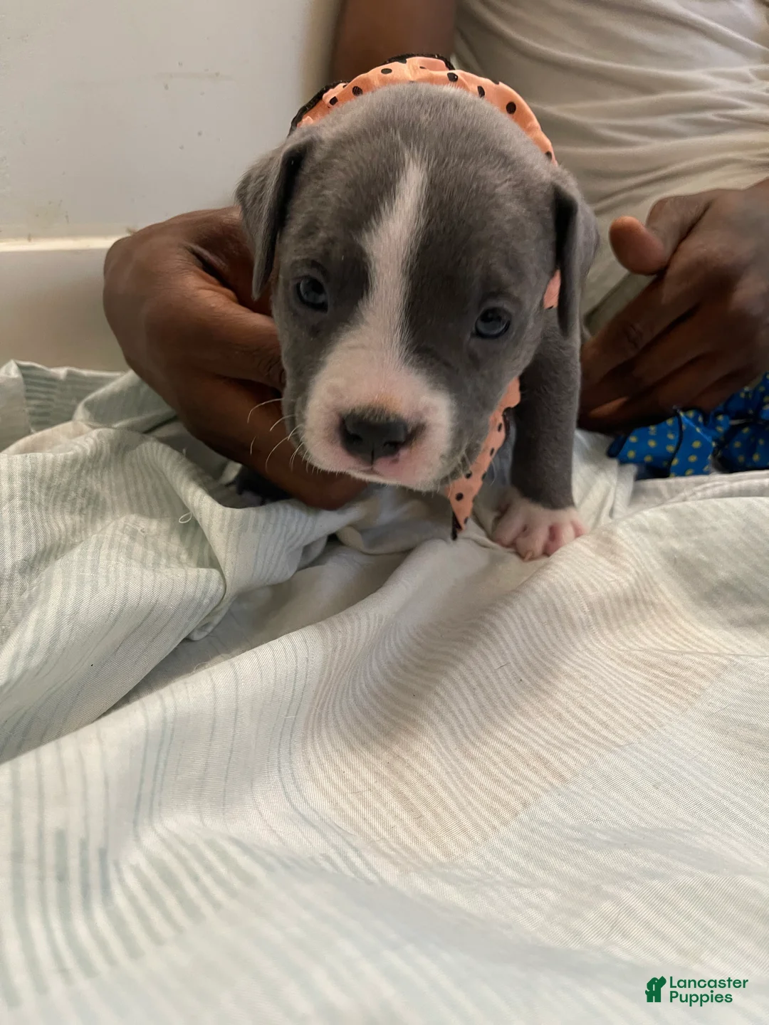 American Bully dogs for sale: American Bully Puppy 2 - Ad 2