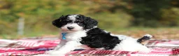 Miniature Poodle dogs for sale: Jace (AKC) - Ad 5