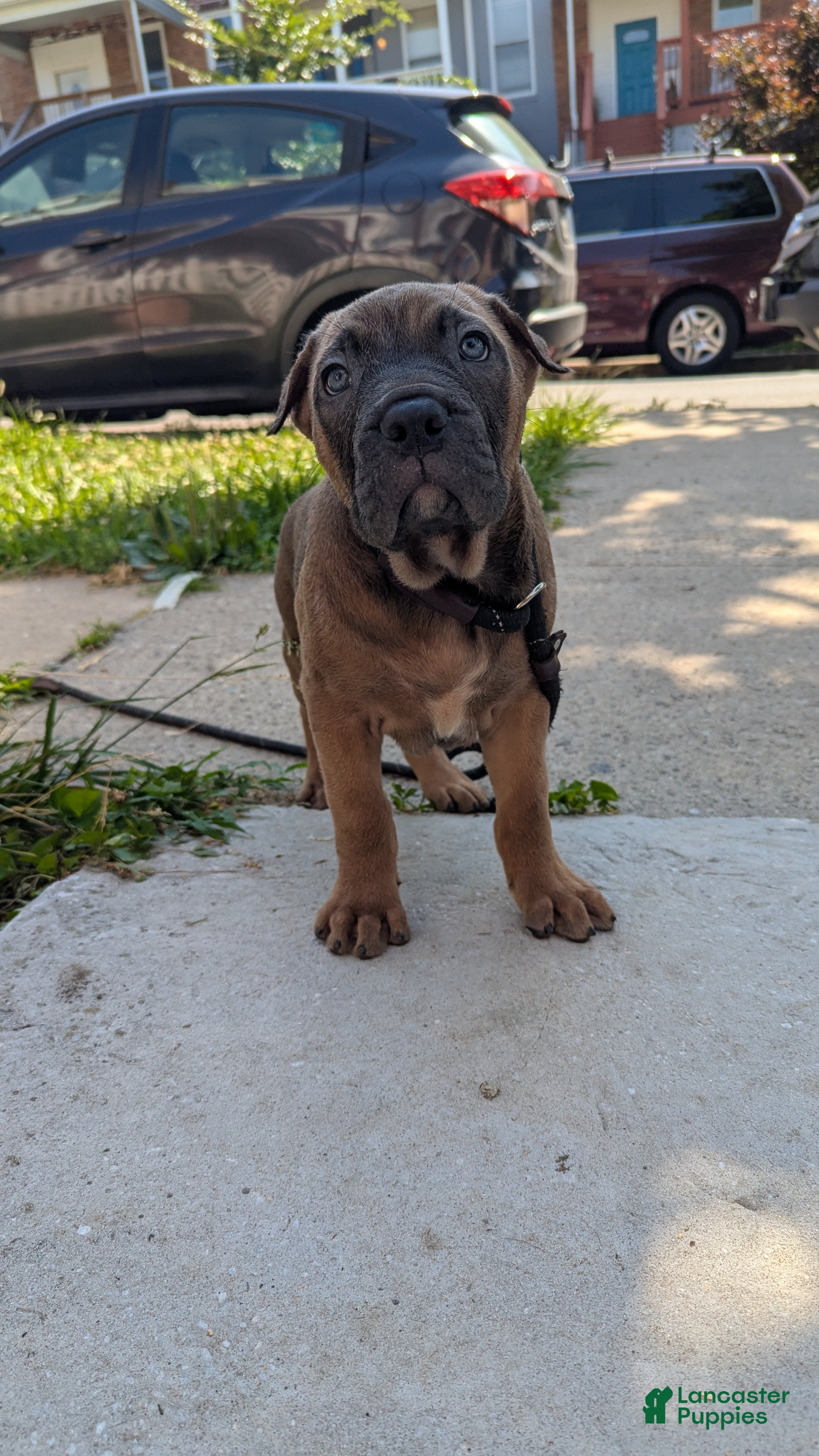 Cane Corso dogs Andromeda  - Ad 1