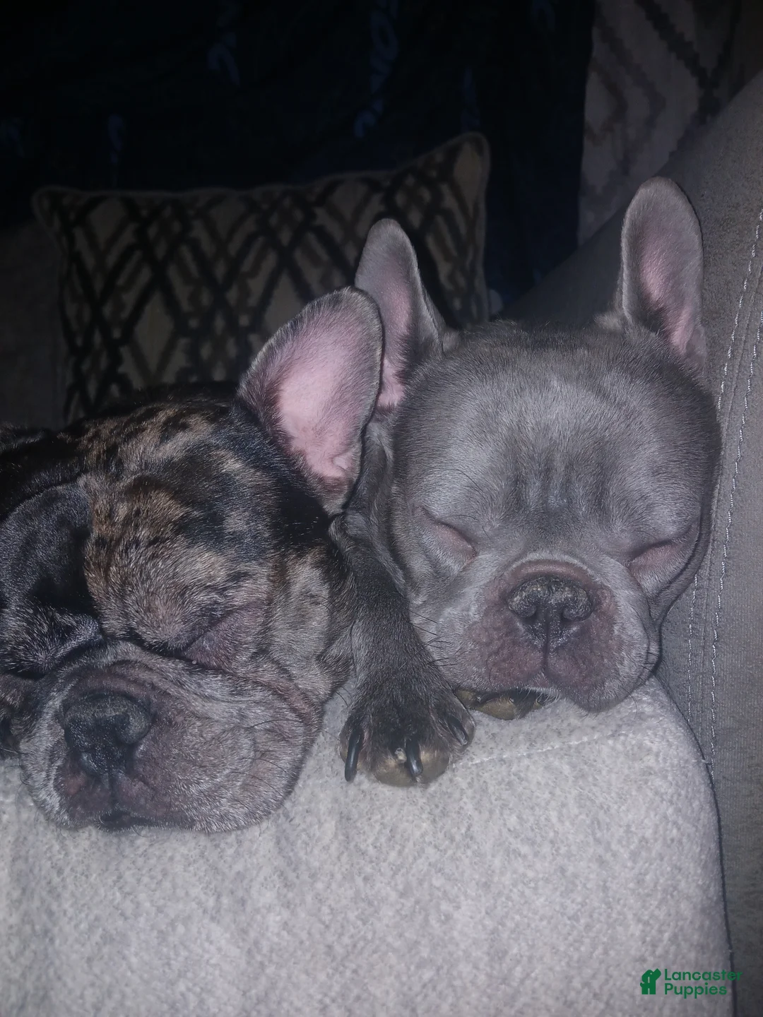 Gallery Image {{count}}