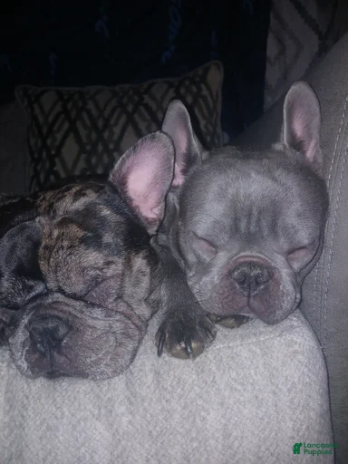 Gallery Image {{count}}